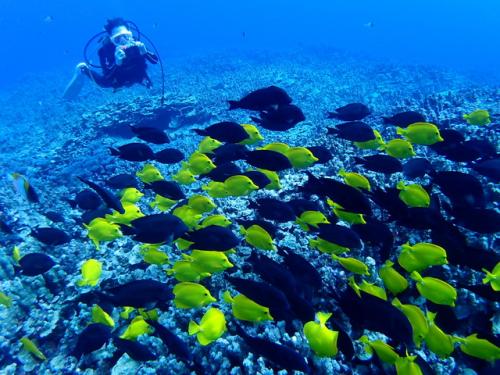 サイパン グロットシュノーケル