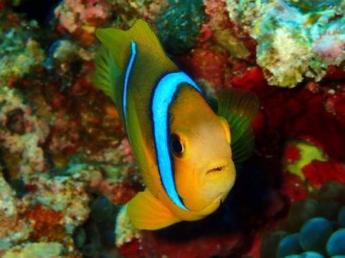 サイパン 島内観光