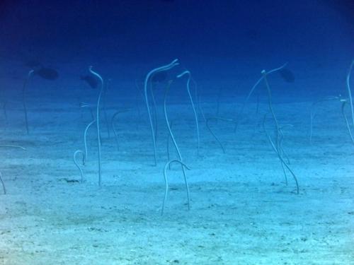 サイパン ダイビングライセンス