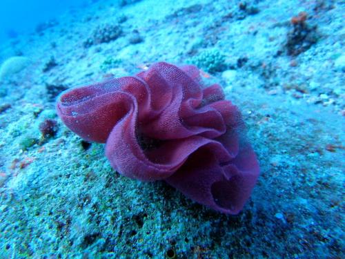 サイパン 体験ダイビング