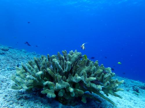 サイパン グロットシュノーケル