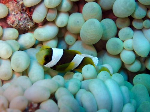 サイパン 島内観光