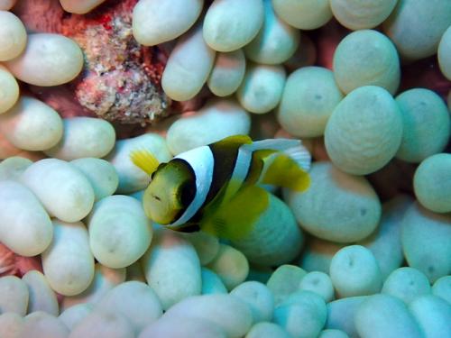 サイパン ダイビング