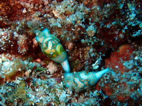 サイパン グロットシュノーケル