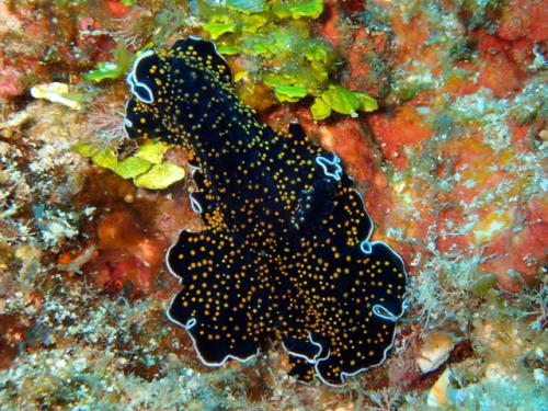 サイパン 島内観光