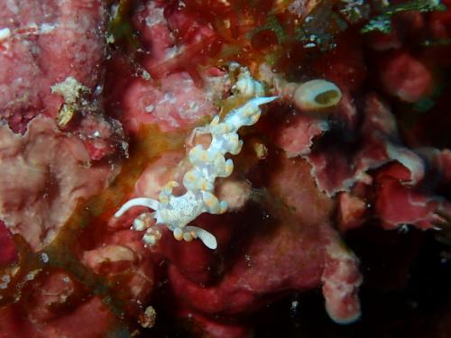 サイパン 体験ダイビング