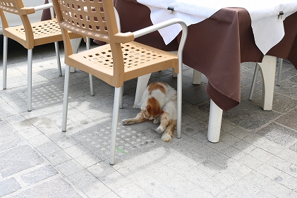 椅子の下のねこ