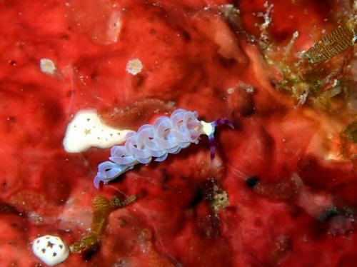 サイパン ダイビングライセンス