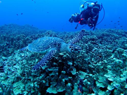 サイパン グロットシュノーケル