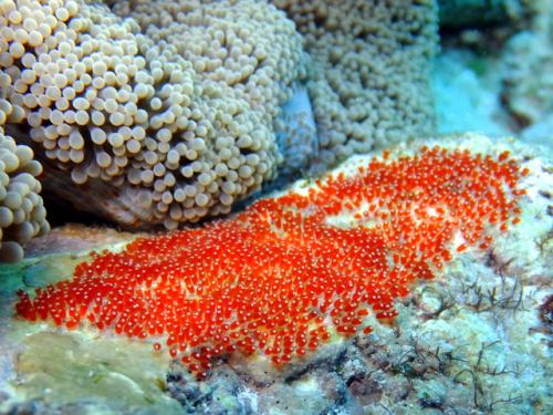 サイパン ダイビング