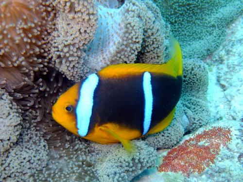 サイパン 体験ダイビング