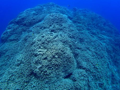 サイパン グロットシュノーケル