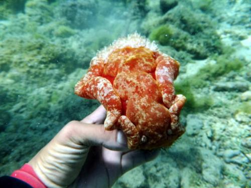 サイパン 体験ダイビング