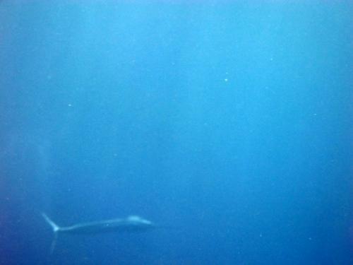 サイパン ダイビング