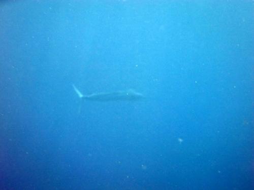 サイパン ダイビングライセンス