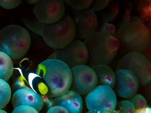 サイパン グロットシュノーケル