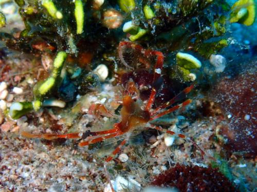 サイパン 島内観光