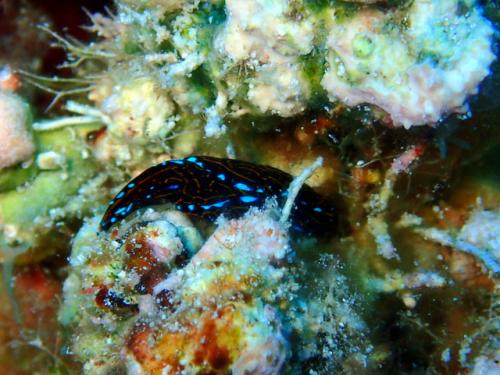 サイパン グロットシュノーケル