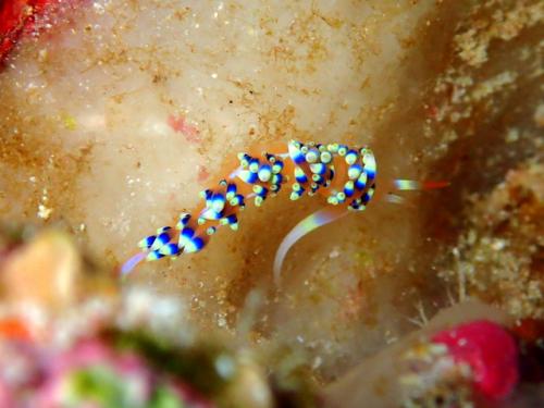 サイパン 島内観光