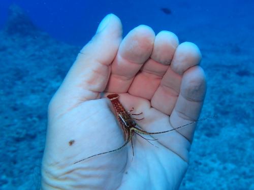 サイパン 体験ダイビング