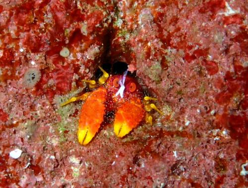 サイパン ダイビングライセンス