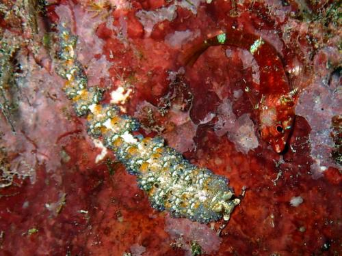 サイパン グロットシュノーケル