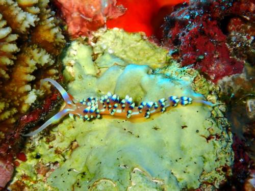 サイパン ダイビング