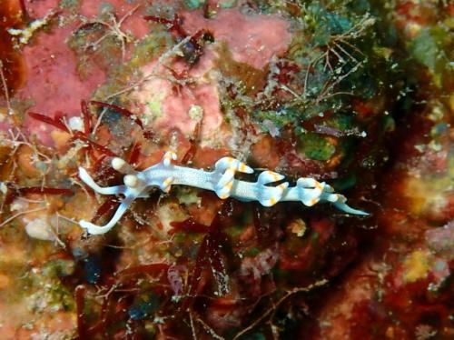 サイパン ダイビング