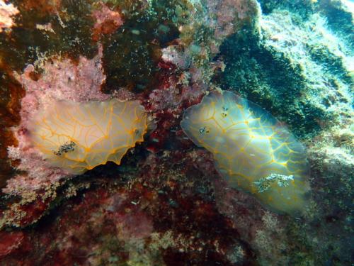 サイパン 体験ダイビング