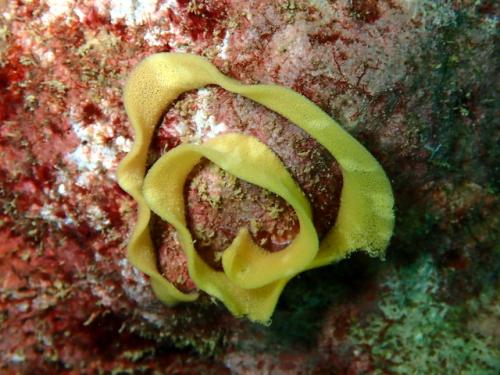 サイパン ダイビングライセンス