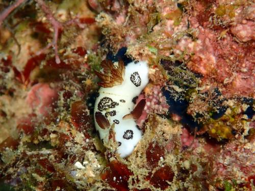 サイパン グロットシュノーケル