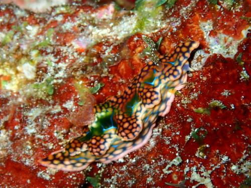 サイパン 体験ダイビング