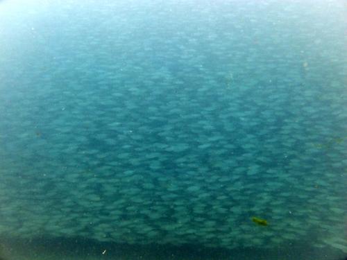 サイパン ダイビングライセンス