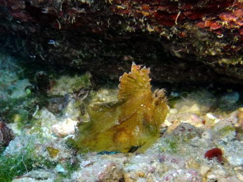 サイパン グロットシュノーケル