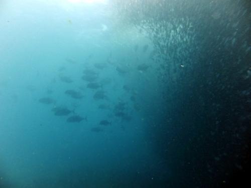 サイパン ダイビングライセンス