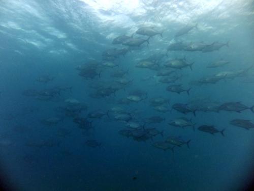 サイパン 島内観光