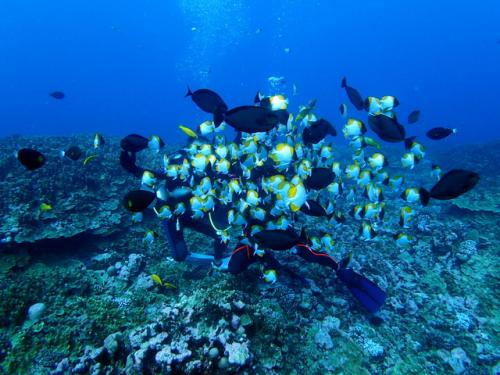 サイパン ダイビング