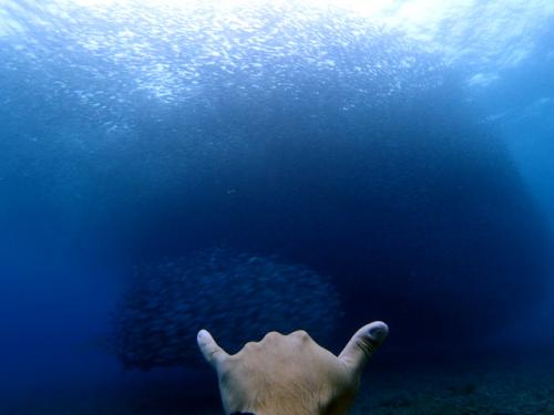 サイパン ダイビングライセンス