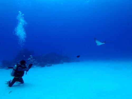 サイパン ダイビングライセンス