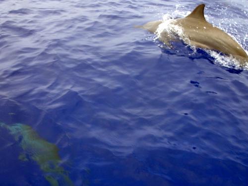 サイパン グロットシュノーケル