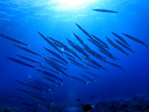 サイパン 体験ダイビング