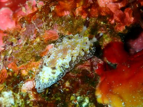 サイパン グロットシュノーケル