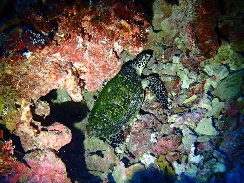 サイパン 体験ダイビング