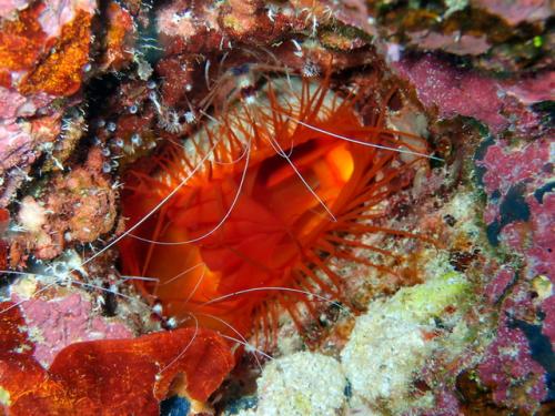 サイパン ダイビングライセンス