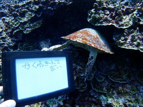 サイパン 体験ダイビング