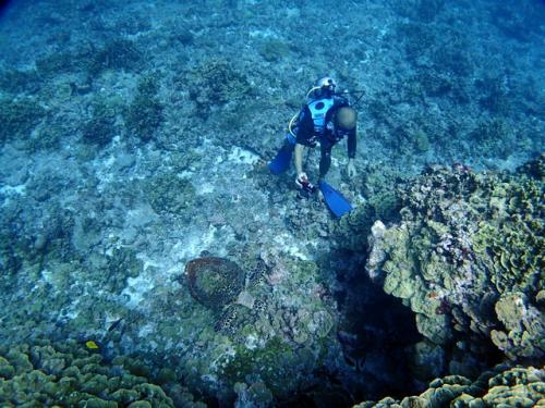 サイパン ダイビングライセンス