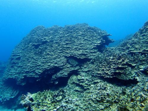 サイパン ダイビングライセンス