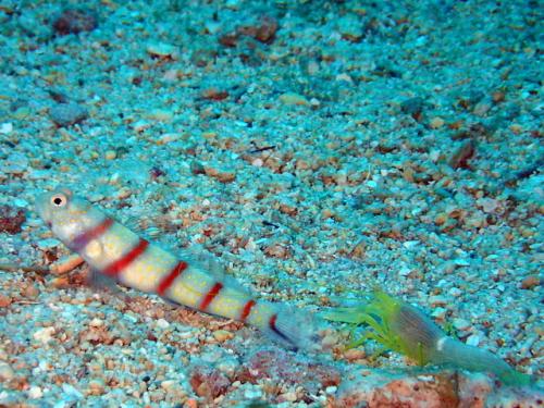 サイパン ダイビングライセンス