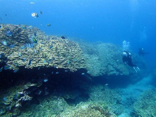 サイパン ダイビング