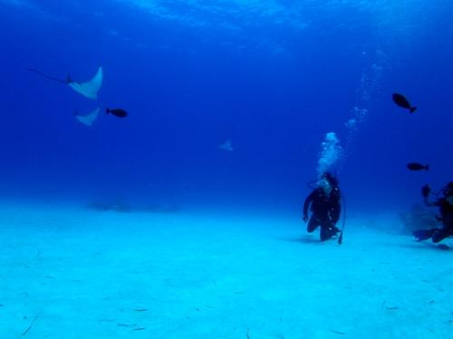 サイパン 体験ダイビング